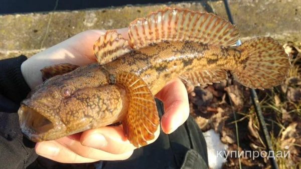 Фото Нерестилище на Азовском море (малороссия Бердянск)