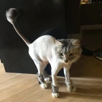 Фото №7 Стрижка кошек - гигиена животных