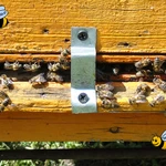 Фото №2 Пчелопакеты (среднерусская порода пчел) в Санкт-Петербурге 2026 г.