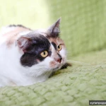 Фото №5 Шикарная кошечка - трехцветка Буся в добрые руки