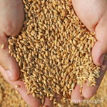 Фото №2 Подработка зерна!!!