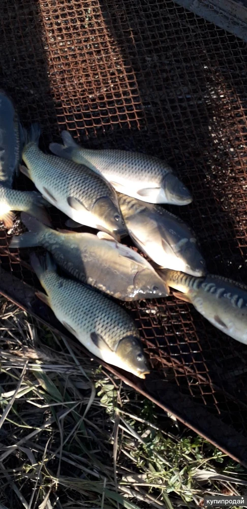 Фото Карп от производителя