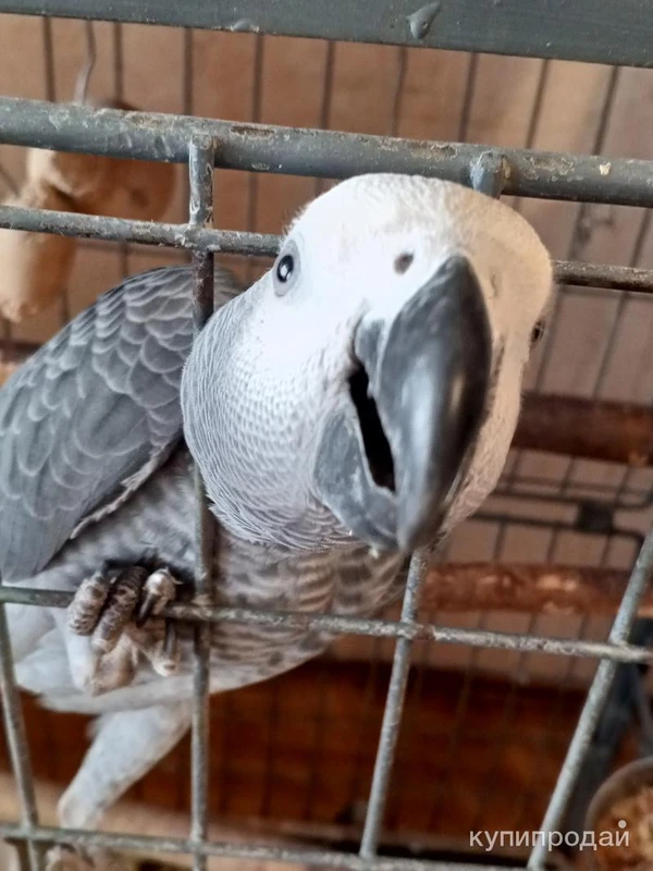 Фото Продам птенцов крупного попугаях
