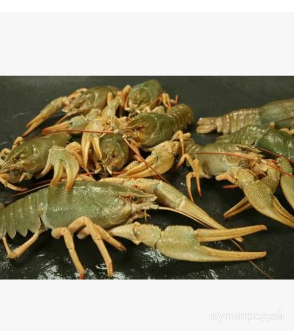 Фото РАКИ ЖИВЫЕ,СВЕЖИЕ,ЧИСТЫЕ.