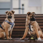 Фото №3 Щенок в добрые руки