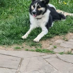 Фото №4 Красавец и умница Норд в дар