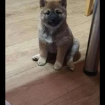 ВЯЗКА КОБЕЛЯ СИБА-ИНУ