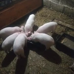 Фото №7 Продаются поросята ландрас