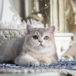 Фото №8 Британская девочка Виолетта