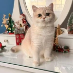 Фото №3 Британская девочка Лазура