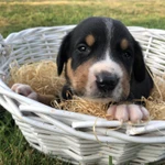 Фото №8 Большой Швейцарский Зенненхунд