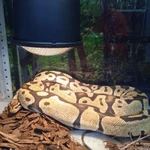 Фото №7 Королевский питон