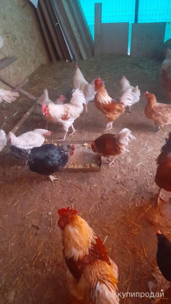 Фото Петухи