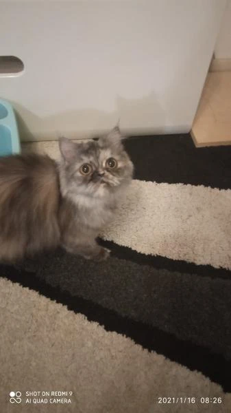 Фото Вязка кота