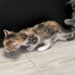 Фото №4 Котенок 2 месяца девочка