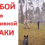 Фото №7 Индивидуальная дрессировка собак в г. Электросталь