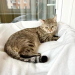 Фото №8 Необыкновенно яркий котик Шелдон в добрые руки