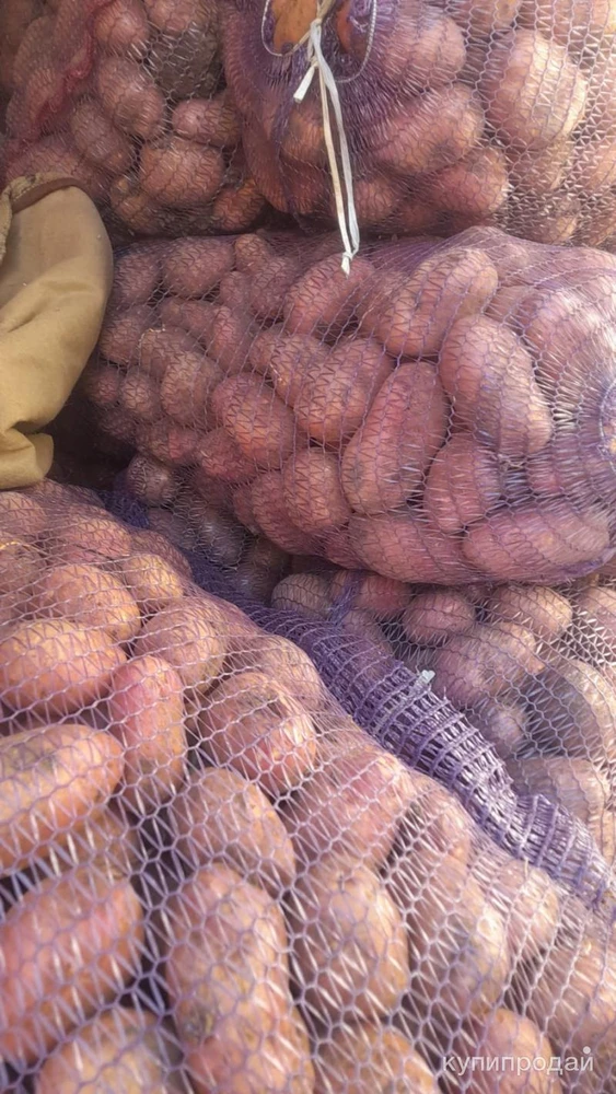 Фото Домашняя картошка