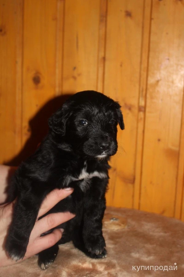 Фото Щеночки в добрые руки. СРОЧНО!