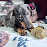 Фото №5 Стандартный кобель таксы