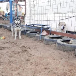 Фото №8 Kindergarten_for_dogs 