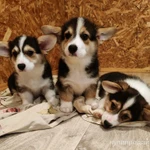 Фото №5 Вельш корги пемброк щенки трёхцветные