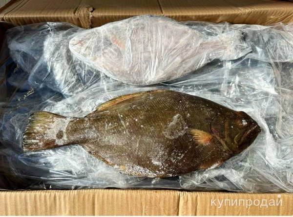 Фото Рыба Тюрбо 2-4кг