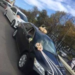 Свадебный кортеж Toyota Camry