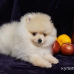 Фото №4 Щенок померанского шпица- мальчик