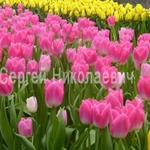 Фото №6 Тюльпаны