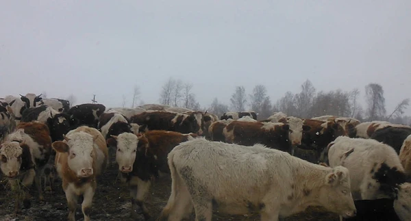 Фото Продаются телки симментальской породы