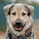 Фото №4 АЛМАЗ ищет ДОМ, 8 мес, 12кг, 30см в холке, Привит.