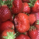 Фото №2 Продам клубникк
