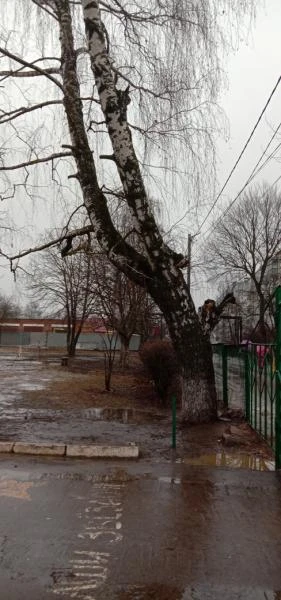 Фото Спил и обрезка деревьев в Балашихе