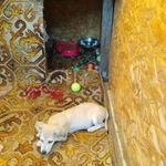 Фото №12 Kindergarten_for_dogs 