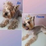 Фото №6 Стрижка собак и кошек