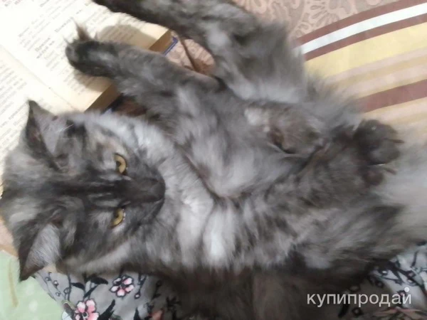 Фото Отдам бесплатно британского котёнка