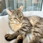 Фото №6 Необыкновенно яркий котик Шелдон в добрые руки