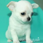 Фото №7 чихуахуа белоснежный мальчик шоу