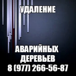 Фото №2 Удаление Обрезка деревьев, расчистка участка в Томилино