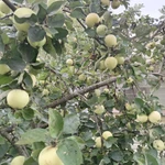 Фото №2 яблоки белый налив