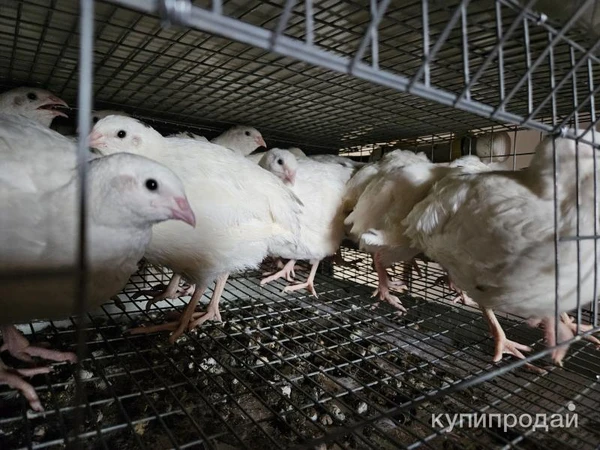 Фото Перепел несушки Техасский белый бройлерный