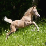 Фото №12 Продажа пони. Пони-ферма