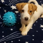 Фото №5 Продам щенка девочка джек рассел