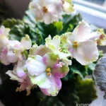 Фото №2 Фиалки