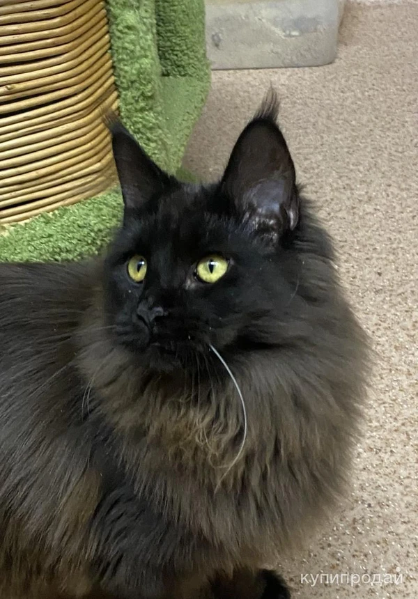 Фото Котята мейн кун