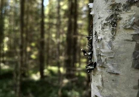 Фото Березовый сок из таёжного леса