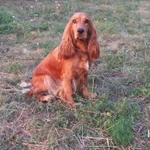 Фото №6 щенки английского кокер спаниеля