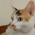 Фото №4 Трехцветная красавица кошка Глаша в добрые руки