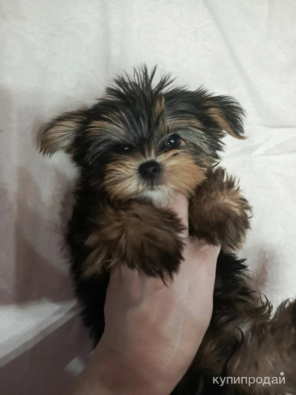 Фото Щенок йоркширского терьера.